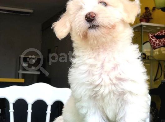 3 Aylık Erkek Maltipoo Yavrum görsel