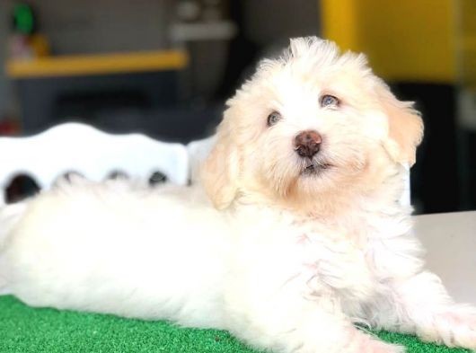 3 Aylık Erkek Maltipoo Yavrum görsel