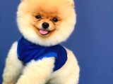 4 Aylık Özel Surat Yapısına Sahip Pomeranian Boo