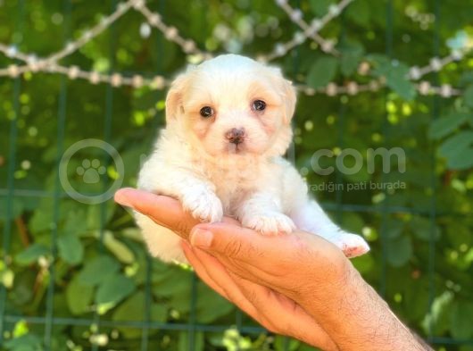 Sevimli Maltese Terrier görsel