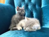 10 Ağustos Doğumlu British Shorthair Yavrularım