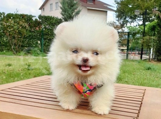 Safkan Teddy Bear Pomeranian Boo Yavrularımız görsel