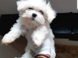 Maltese Terrier Yavrular