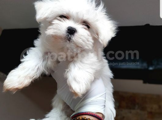 Maltese Terrier Yavrular görsel