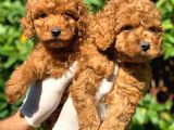 Toy Poodle Yavrular