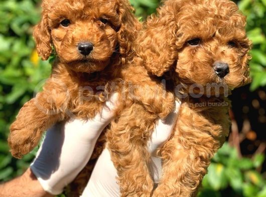 Toy Poodle Yavrular