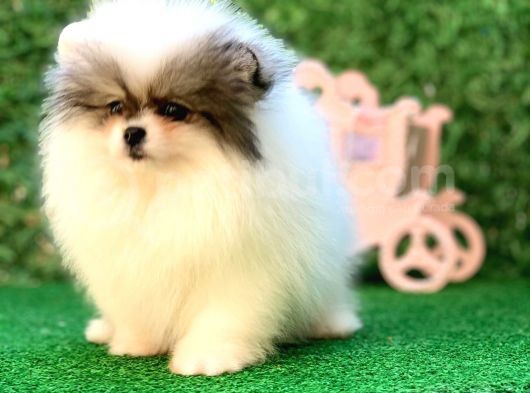 Safkan Teddy Bear Pomerani̇an Boo Yavrularimiz görsel
