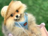 Safkan Teddy Bear Pomerani̇an Boo Yavrularimiz