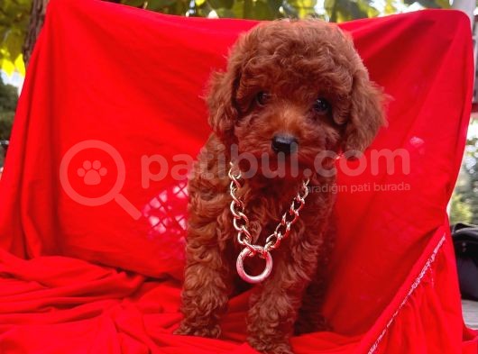 Safkan Toy Poodle Yavrularımız görsel