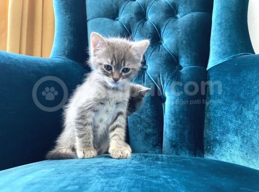 10 Ağustos Doğumlu British Shorthair Yavrularım görsel