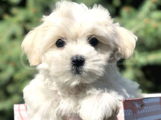 Irkının En Iyisi Maltıpoo Yavrularımız görsel