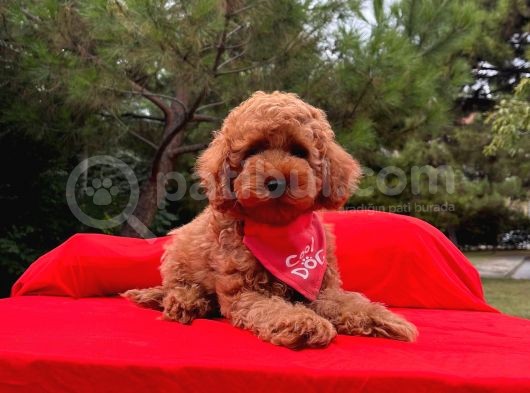 Safkan Toy Poodle Yavrularımız görsel
