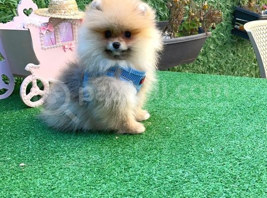 Safkan Teddy Bear Pomerani̇an Boo Yavrularimiz görsel