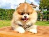 Safkan Teddy Bear Pomeranian Boo Yavrularımız