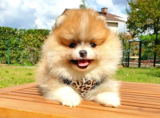 Safkan Teddy Bear Pomeranian Boo Yavrularımız görsel