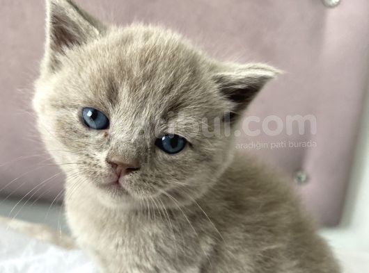 British Shorthair görsel