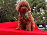 Safkan Toy Poodle Yavrularımız
