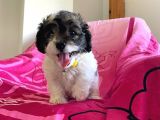 Morkie Yavrular