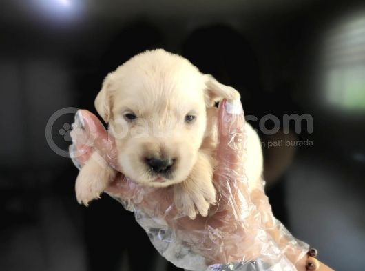 Baby Face Golden Retri̇ever Bebekler görsel