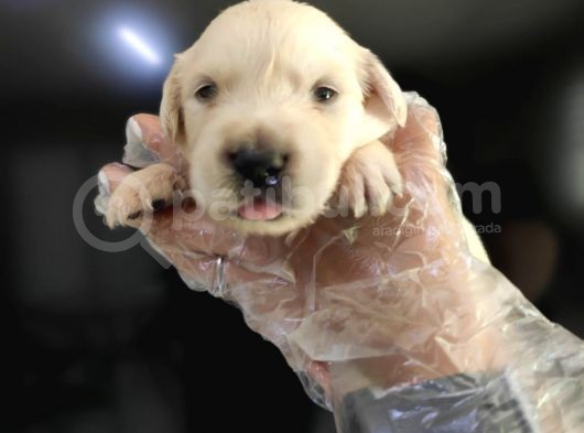 Baby Face Golden Retri̇ever Bebekler görsel