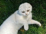 6 Aylık Erkek Scottish Fold Silver Ns11