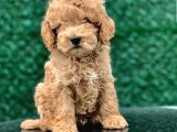 Toy Poodle Yavrular  ( Red, Red Brown, Apricot, Silver, Siyah)