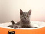 British Shorthair Yavrular 