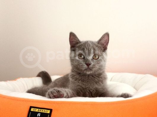 British Shorthair Yavrular  görsel
