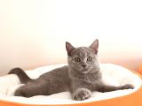 British Shorthair Yavrular 