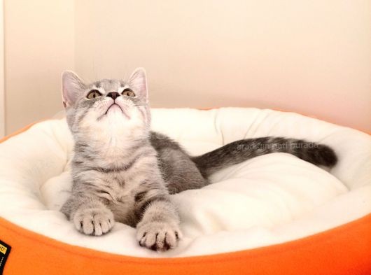 British Shorthair Yavrular görsel
