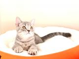 British Shorthair Yavrular Sizler İçin