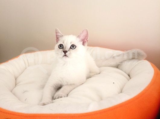British Shorthair Yavrular görsel