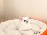British Shorthair Yavrular