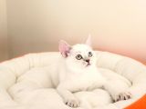 British Shorthair Yavrular