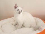 British Shorthair Yavrular