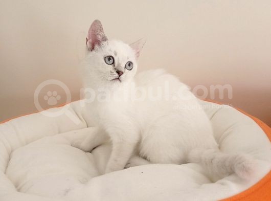 British Shorthair Yavrular görsel