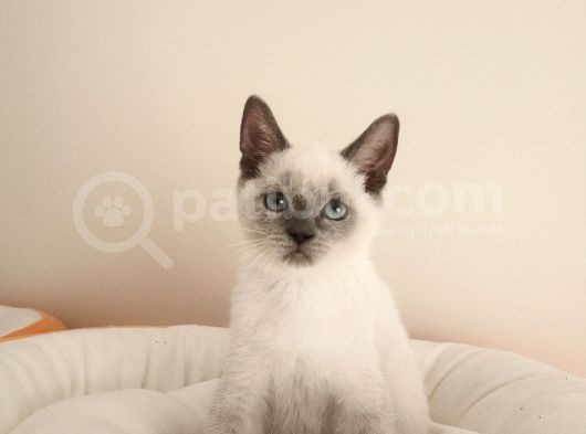 British Shorthair Lynx Point En Özel Renkler görsel