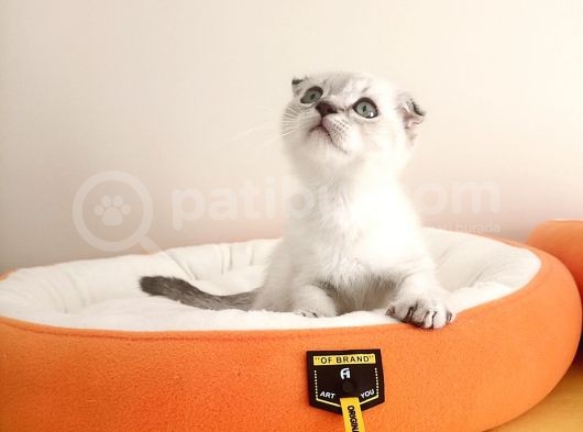 Scottish Fold Yavrularımız görsel