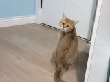 6 Aylık Erkek Scottish Fold Silver Ns11