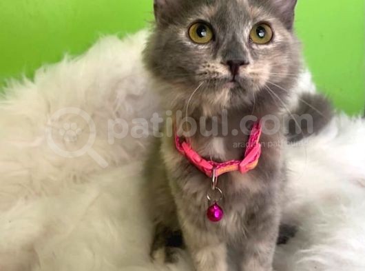 Truva Veterinerlik  British Shorthair Kedi görsel