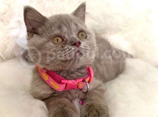Truva Veterinerlik  British Shorthair Kedi Yavrusu görsel