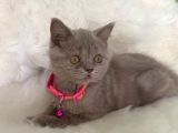 Truva Veterinerlik  British Shorthair Kedi Yavrusu