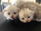 Silver Renkli Scottish Fold Sevimli Bebeklerimiz