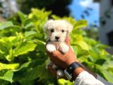 Minik Maltese Terrier