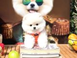 Ayı Surat Pomeranian Boo Yavrularımız