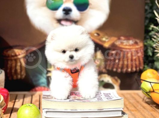 Ayı Surat Pomeranian Boo Yavrularımız