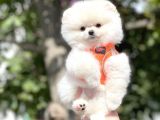 Ayı Surat Pomeranian Boo Yavrularımız