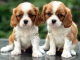 Baby Face King Charles Cavalier Erkek Yavrularımız