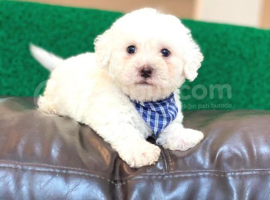Tatlı Maltese Terrier
