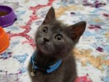 Çok Acil British Shorthair